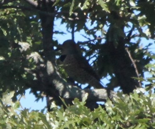 Northern Flicker - ML643260435