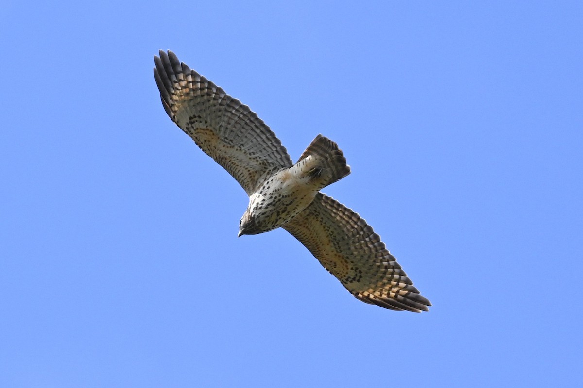 Red-shouldered Hawk - ML643260436