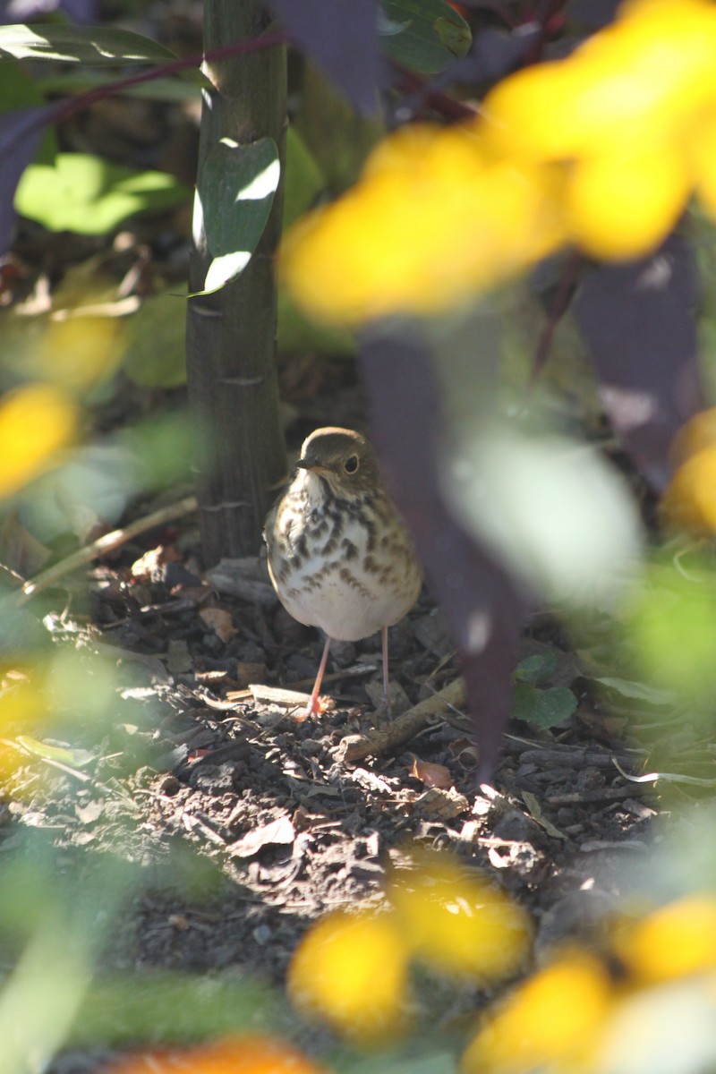 Hermit Thrush - ML643260437