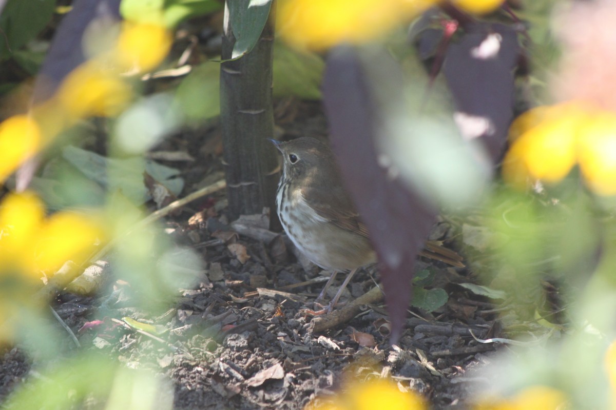 Hermit Thrush - ML643260438