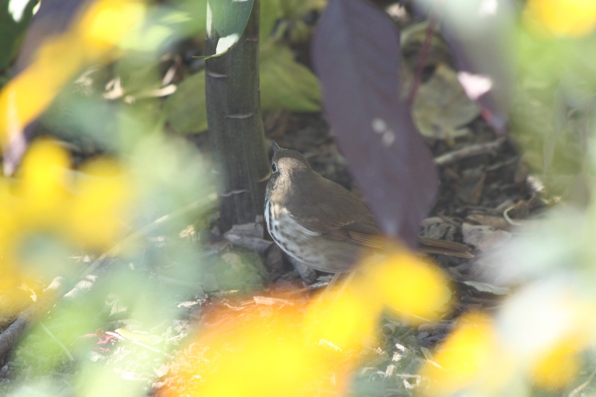 Hermit Thrush - ML643260439