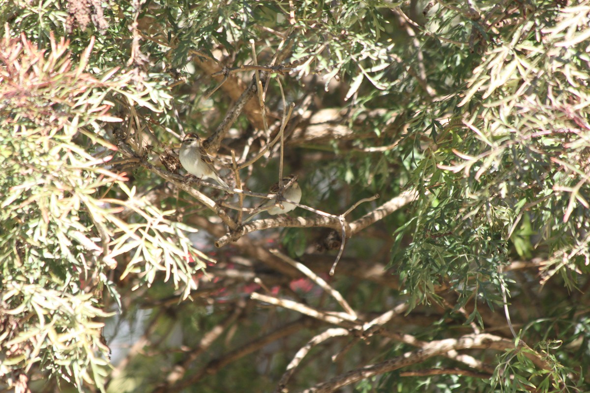 Chipping Sparrow - ML643260448