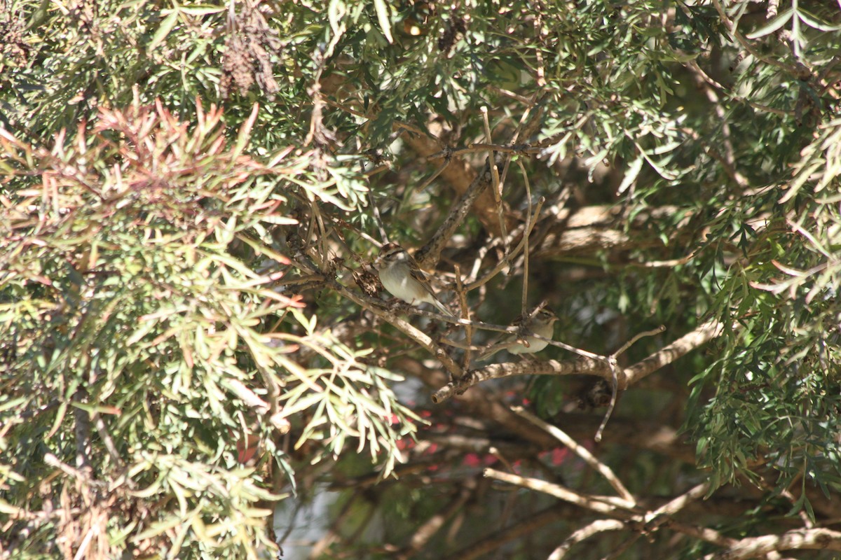 Chipping Sparrow - ML643260449