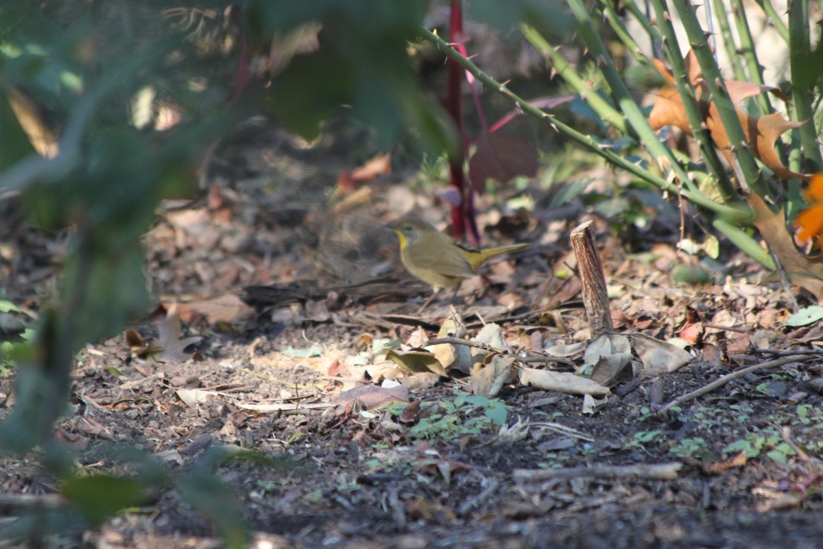 Common Yellowthroat - ML643260453
