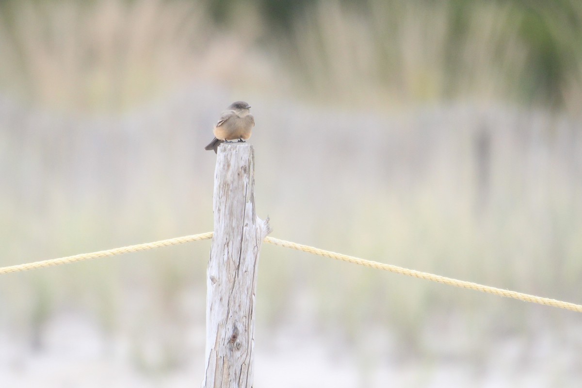 Say's Phoebe - ML643260458