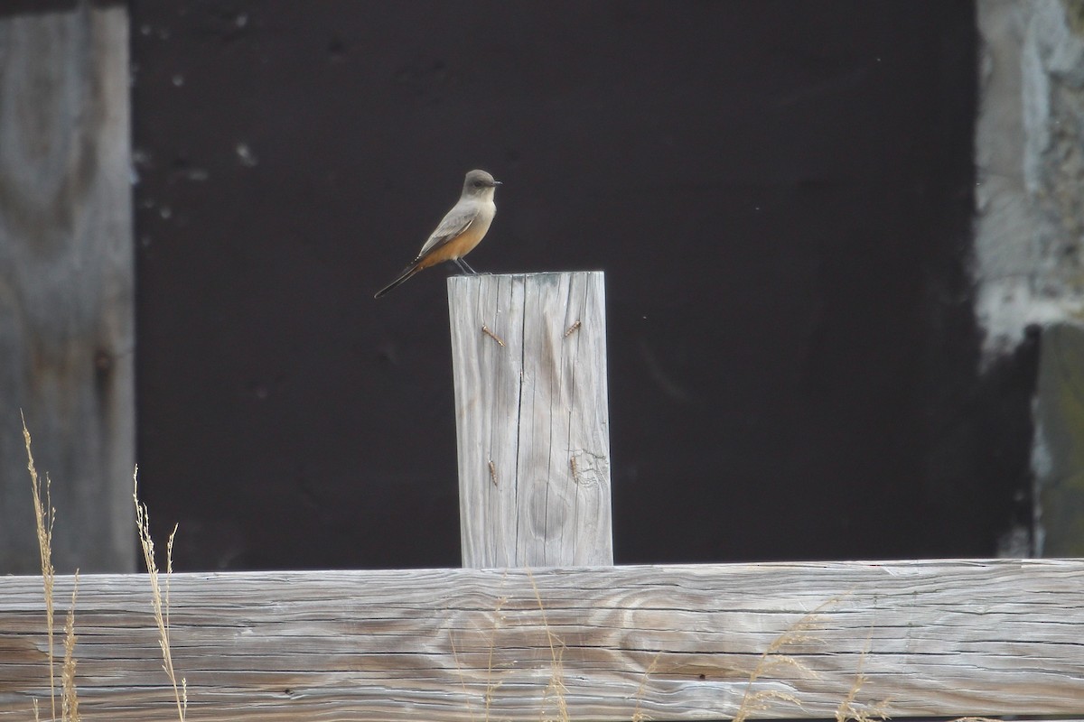 Say's Phoebe - ML643260459