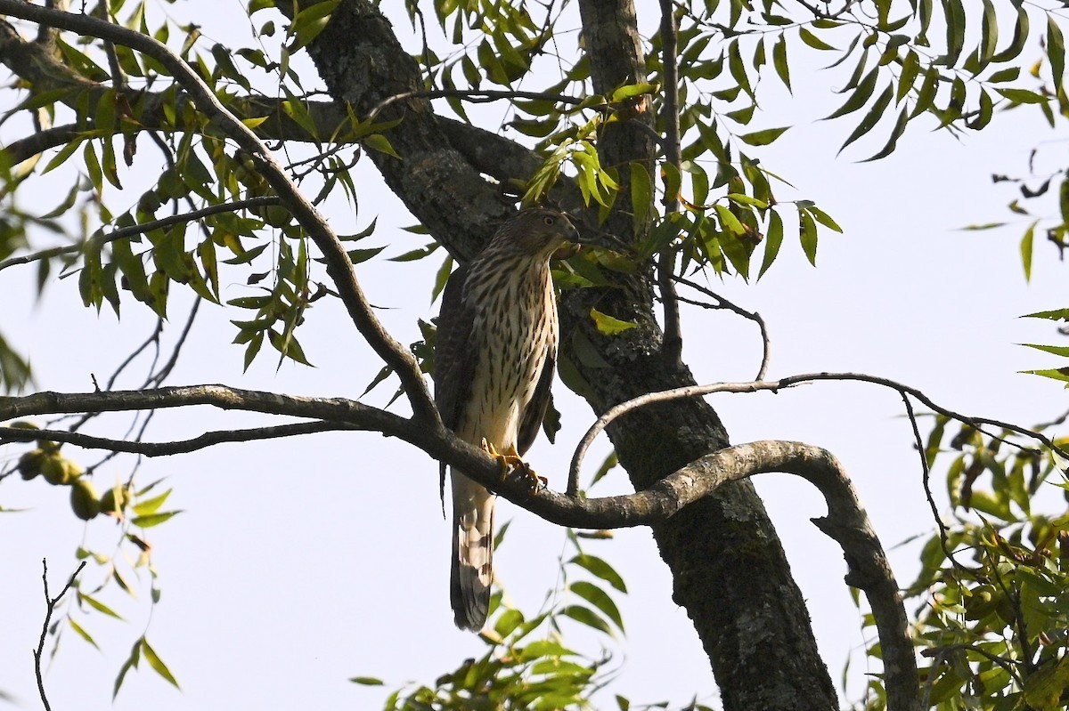 Cooper's Hawk - ML643260464
