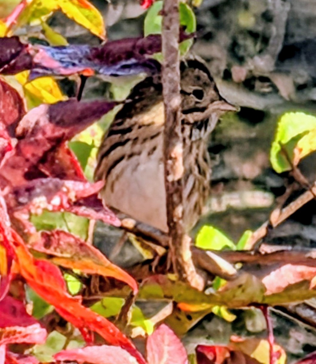 Lincoln's Sparrow - ML643260467