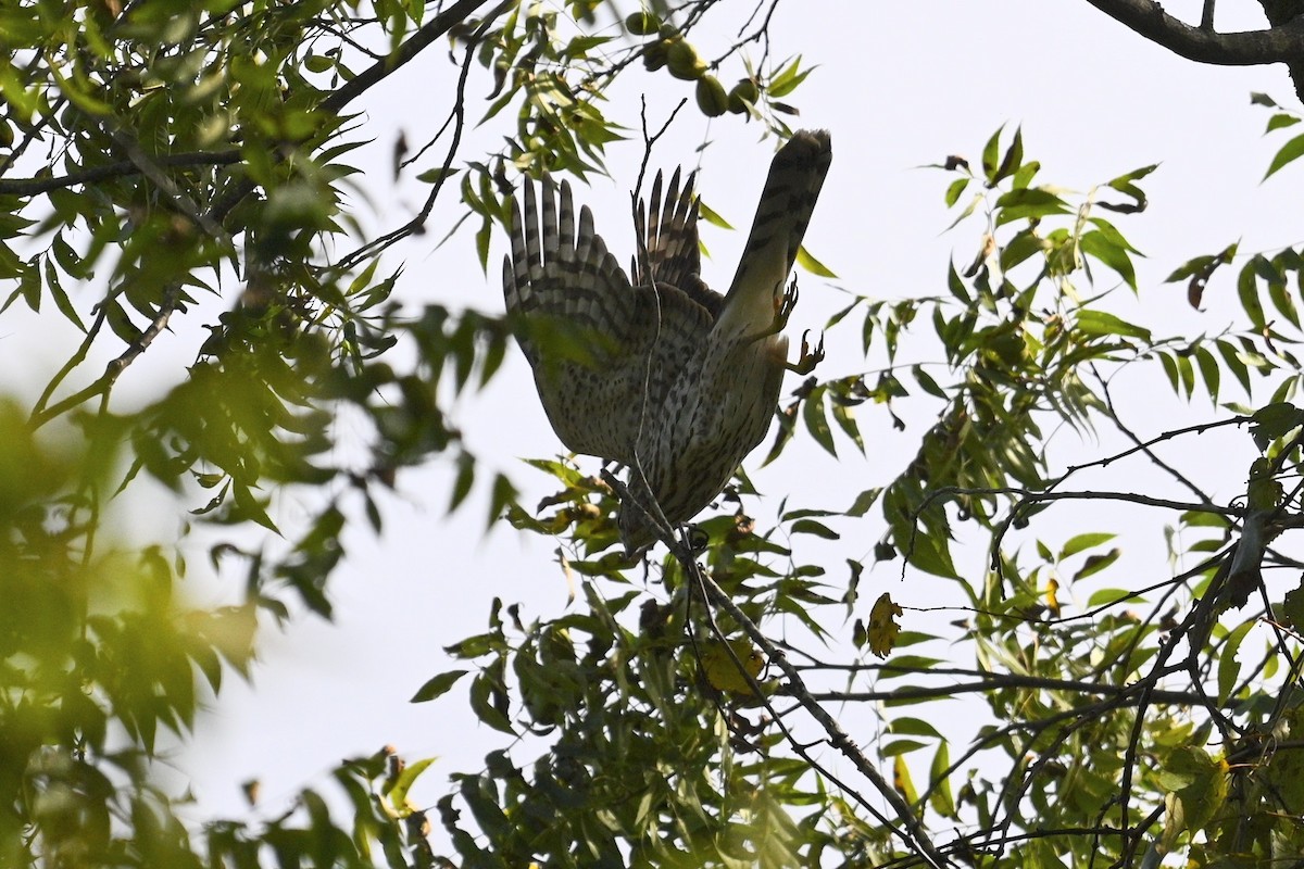 Cooper's Hawk - ML643260469