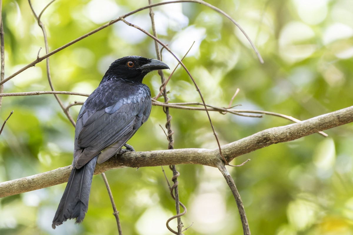 Drongo pailleté - ML643260487