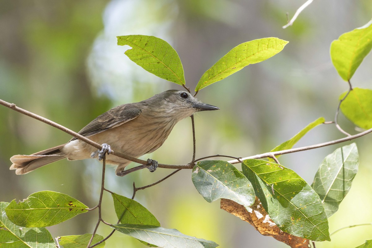 Little Shrikethrush (Arafura) - ML643260490