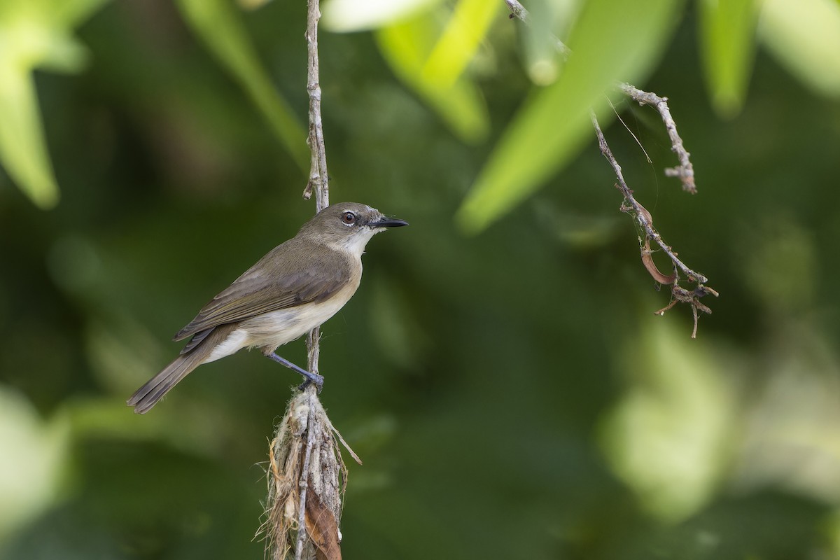 Large-billed Gerygone - ML643260494