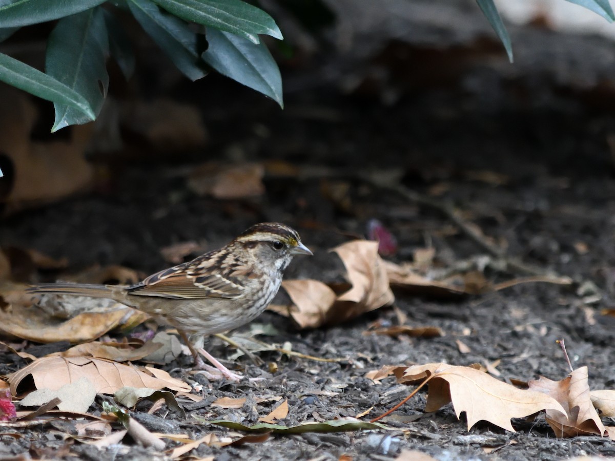 White-throated Sparrow - ML643260497