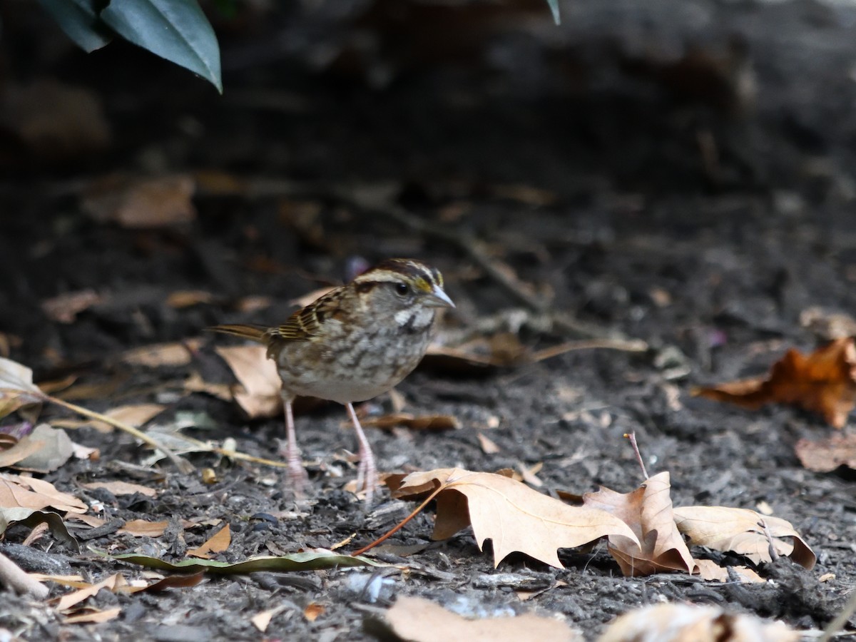 White-throated Sparrow - ML643260498