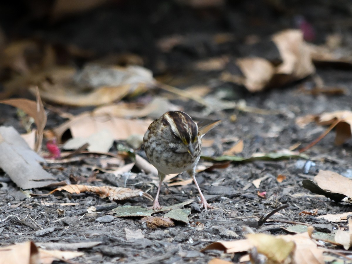 White-throated Sparrow - ML643260499