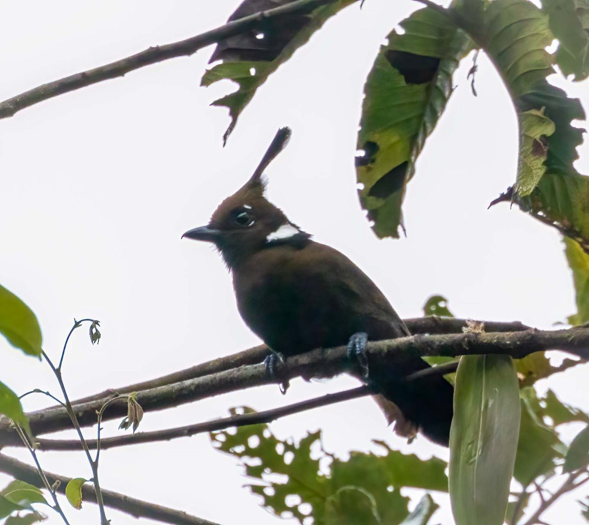 Crested Jayshrike - ML643260506