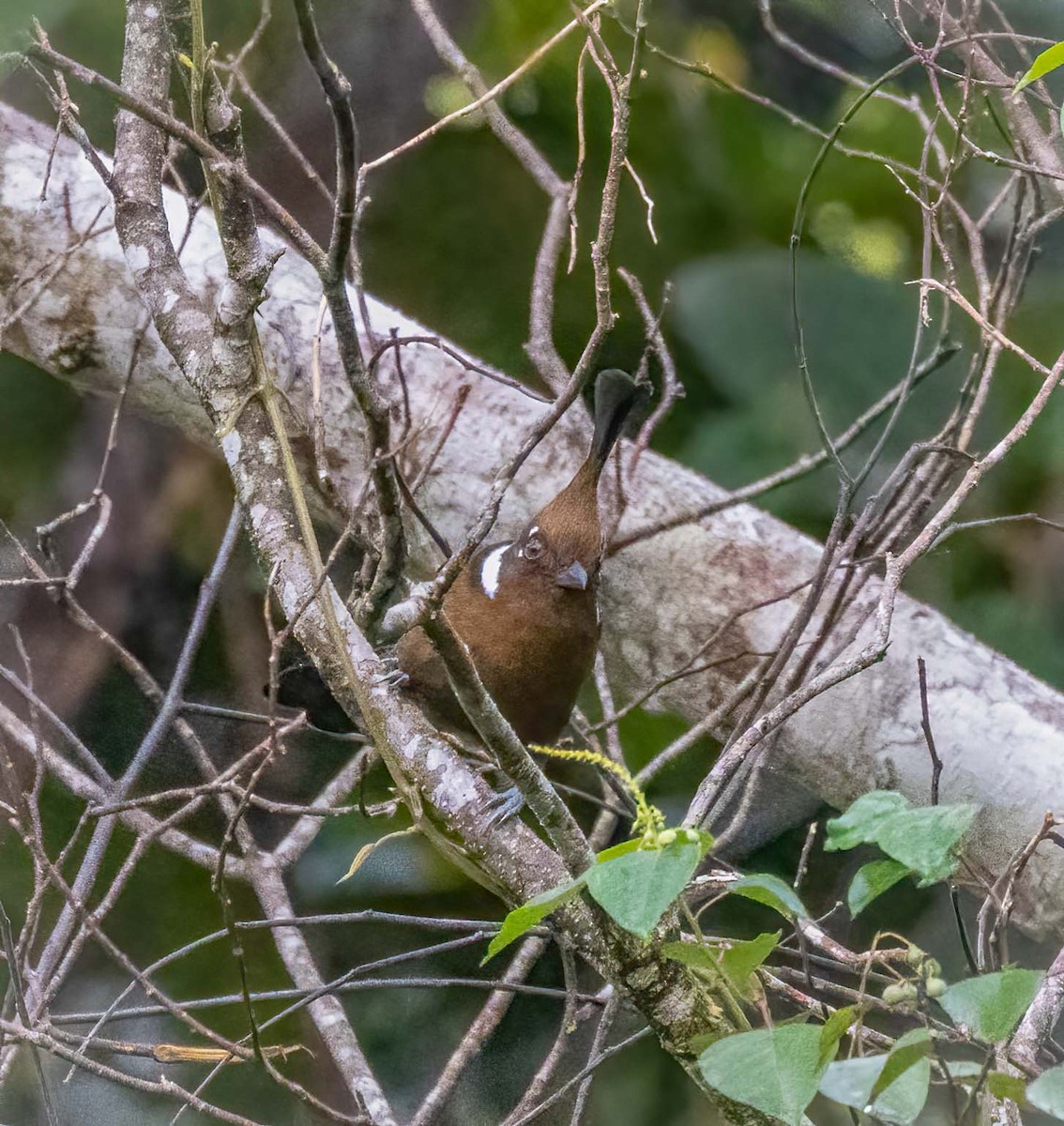 Crested Jayshrike - ML643260511