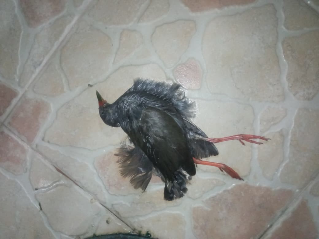 Râle à bec peint - ML643260526