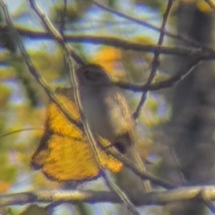 Clay-colored Sparrow - ML643260528