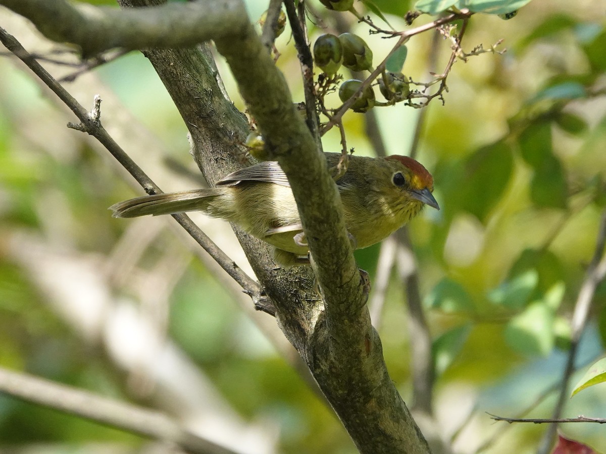 Rufous-capped Babbler - ML643260542