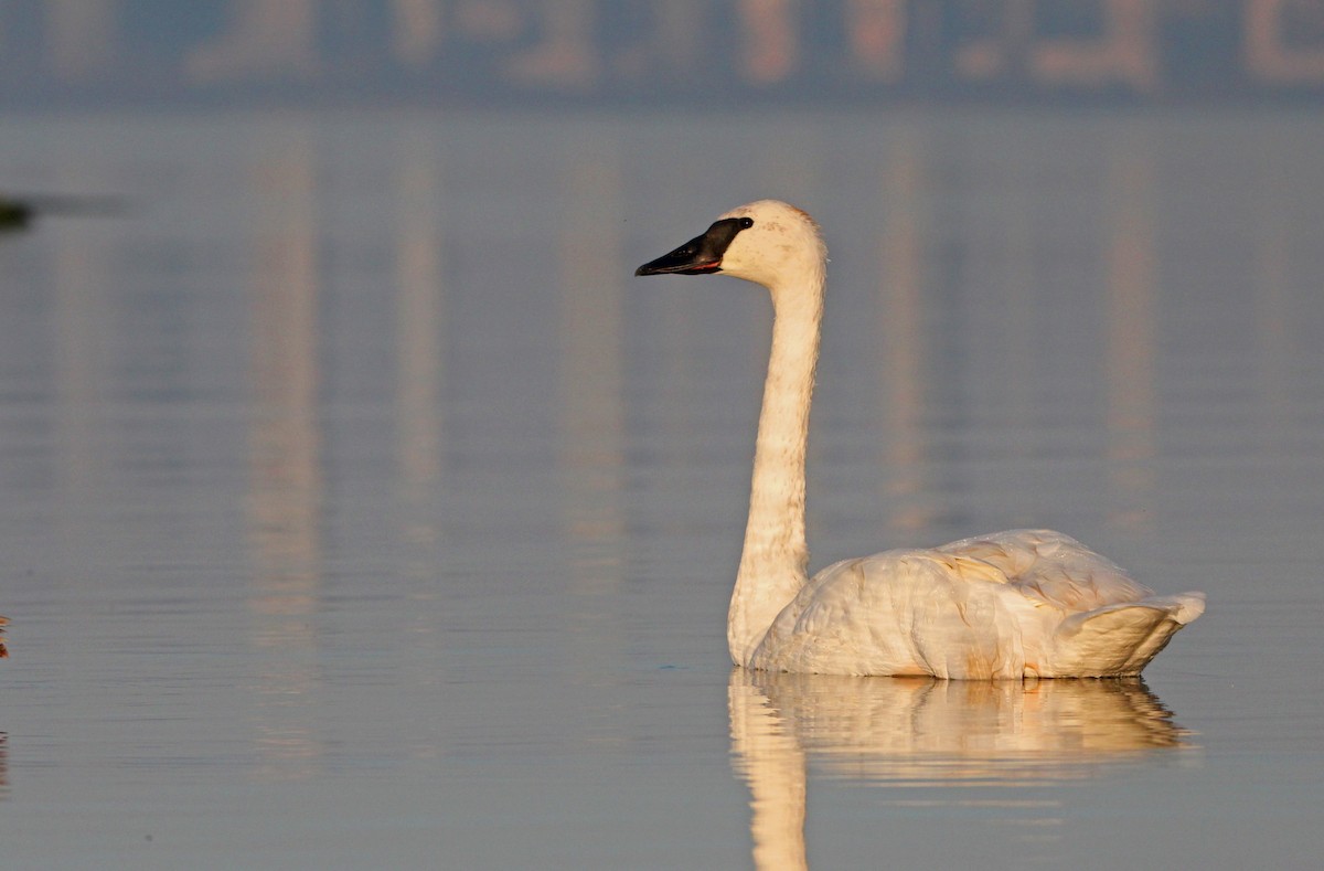Trumpeter Swan - ML643260543