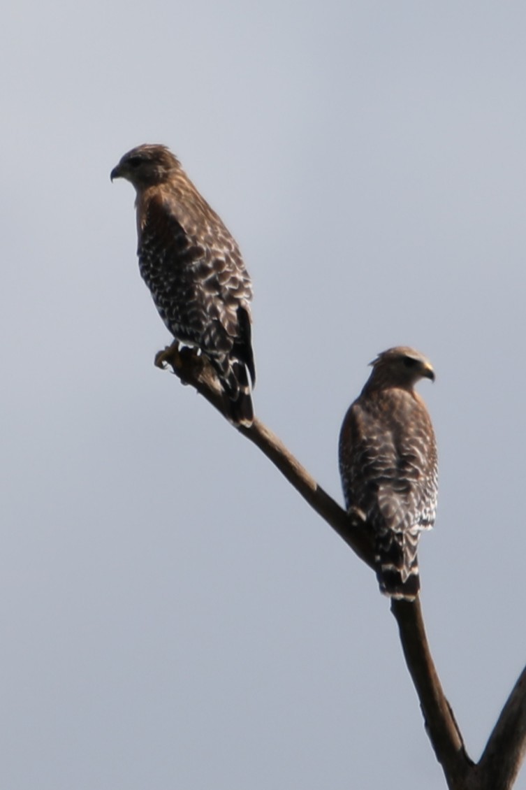 Red-shouldered Hawk - ML643260569