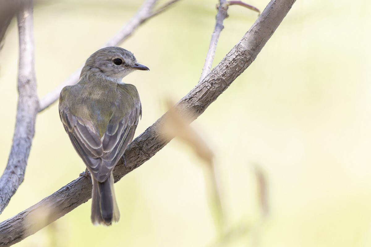 Lemon-bellied Flyrobin - ML643260581