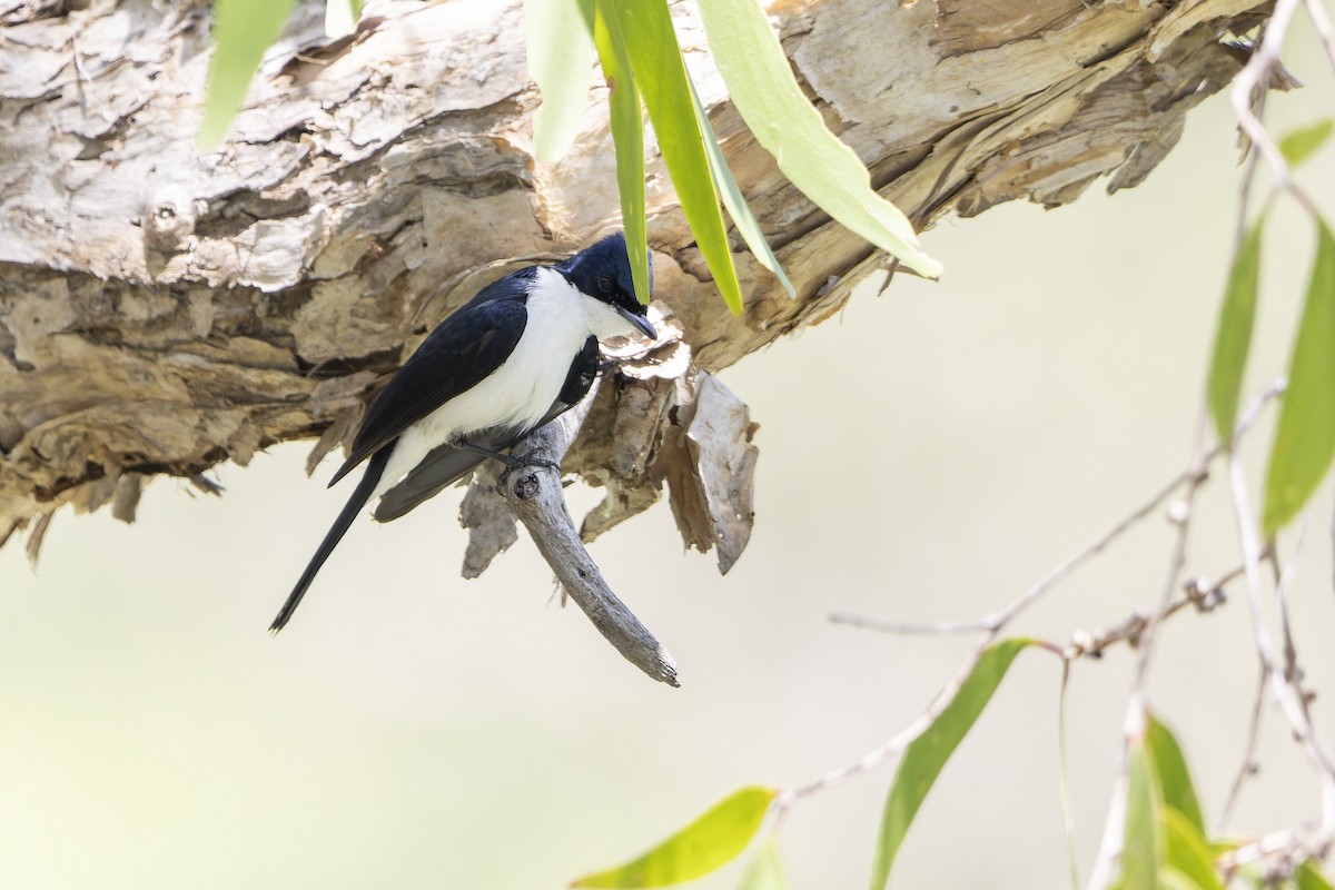 Paperbark Flycatcher - ML643260584