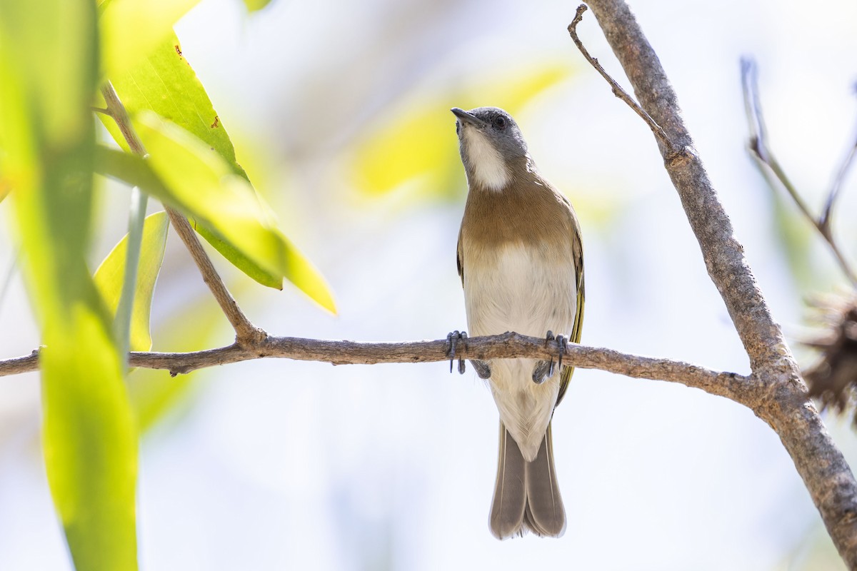 Rufous-banded Honeyeater - ML643260590