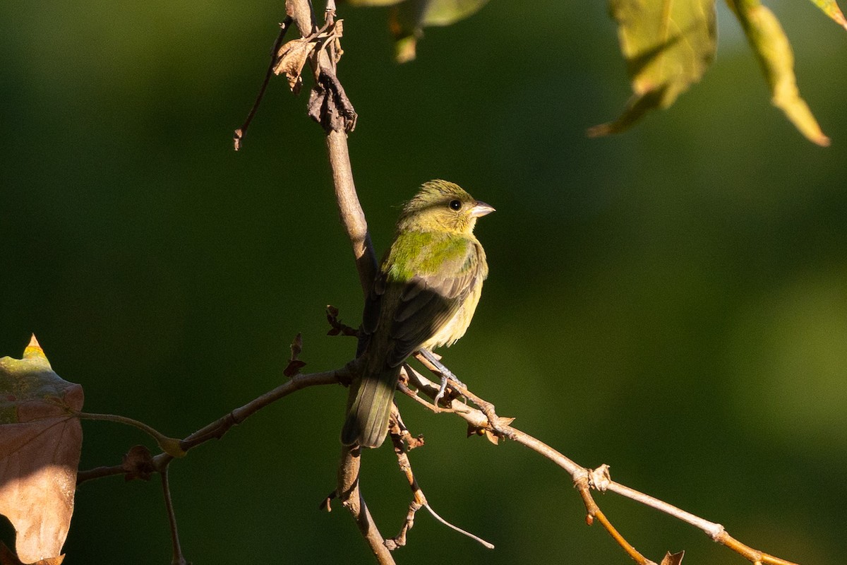 Painted Bunting - ML643260594
