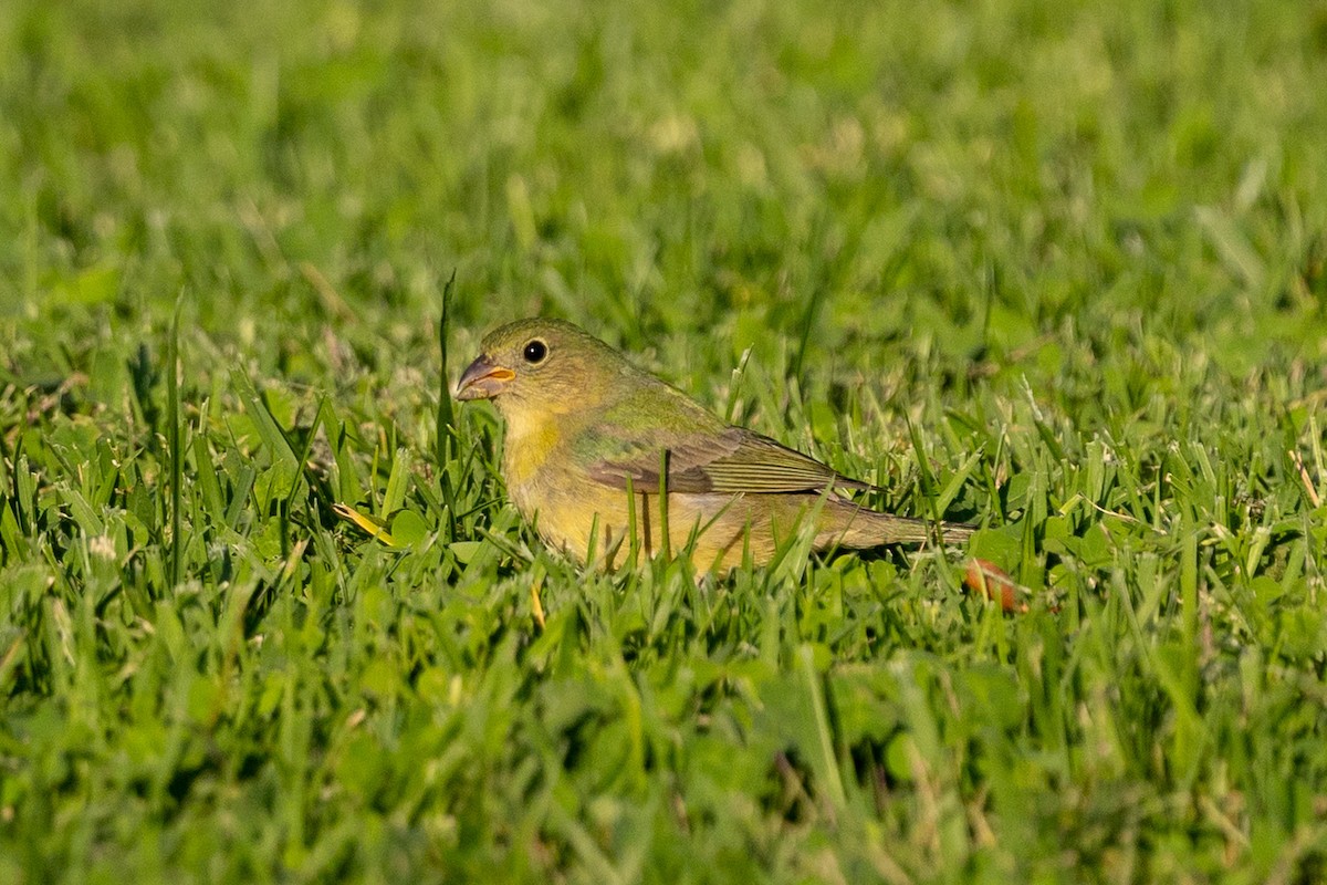 Painted Bunting - ML643260595