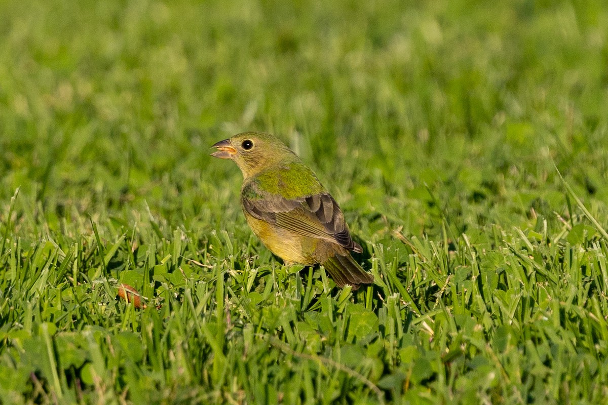 Painted Bunting - ML643260596