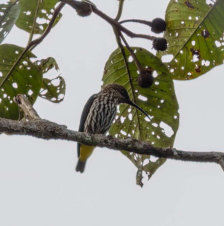 Whitehead's Spiderhunter - ML643260627