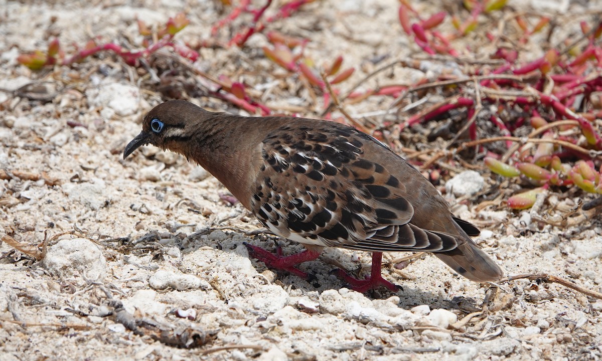 Galapagos Dove - ML643260632