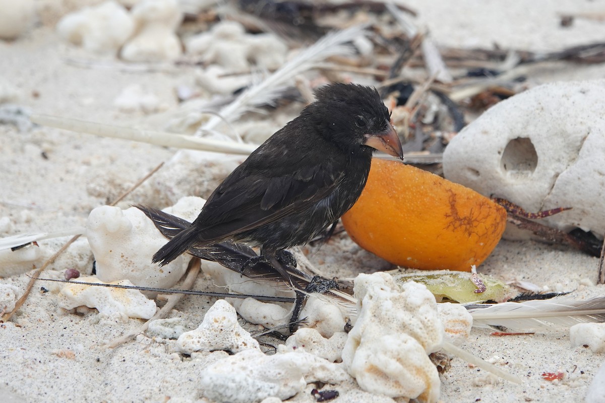 ヘノベササボテンフィンチ - ML643260637