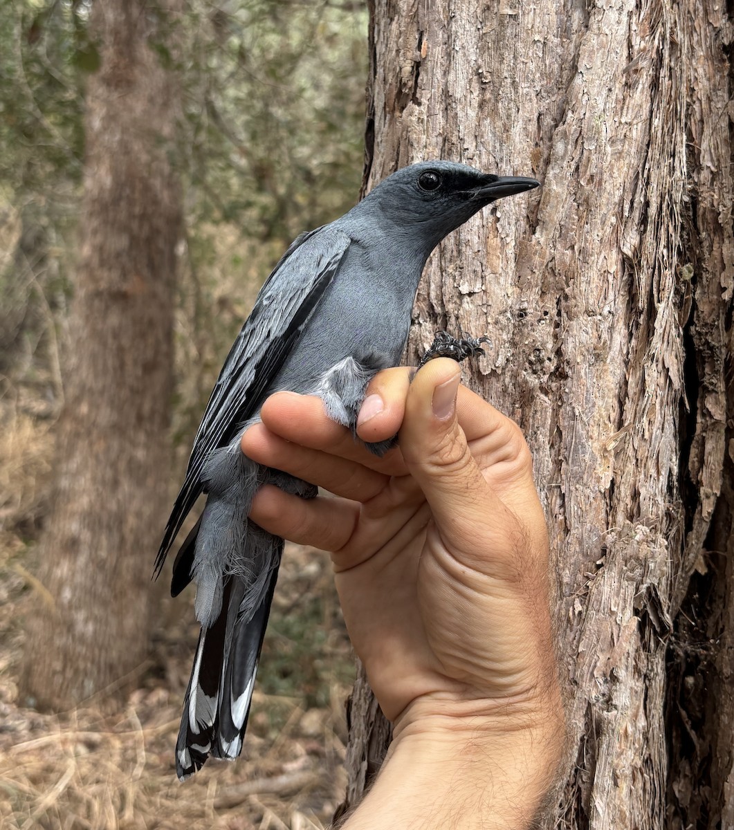 Sahul Cicadabird - ML643260640
