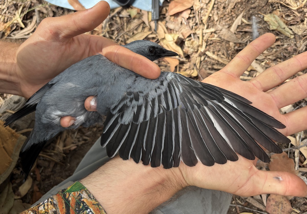 Sahul Cicadabird - ML643260643