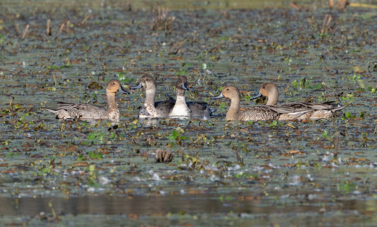 Northern Pintail - ML643260672