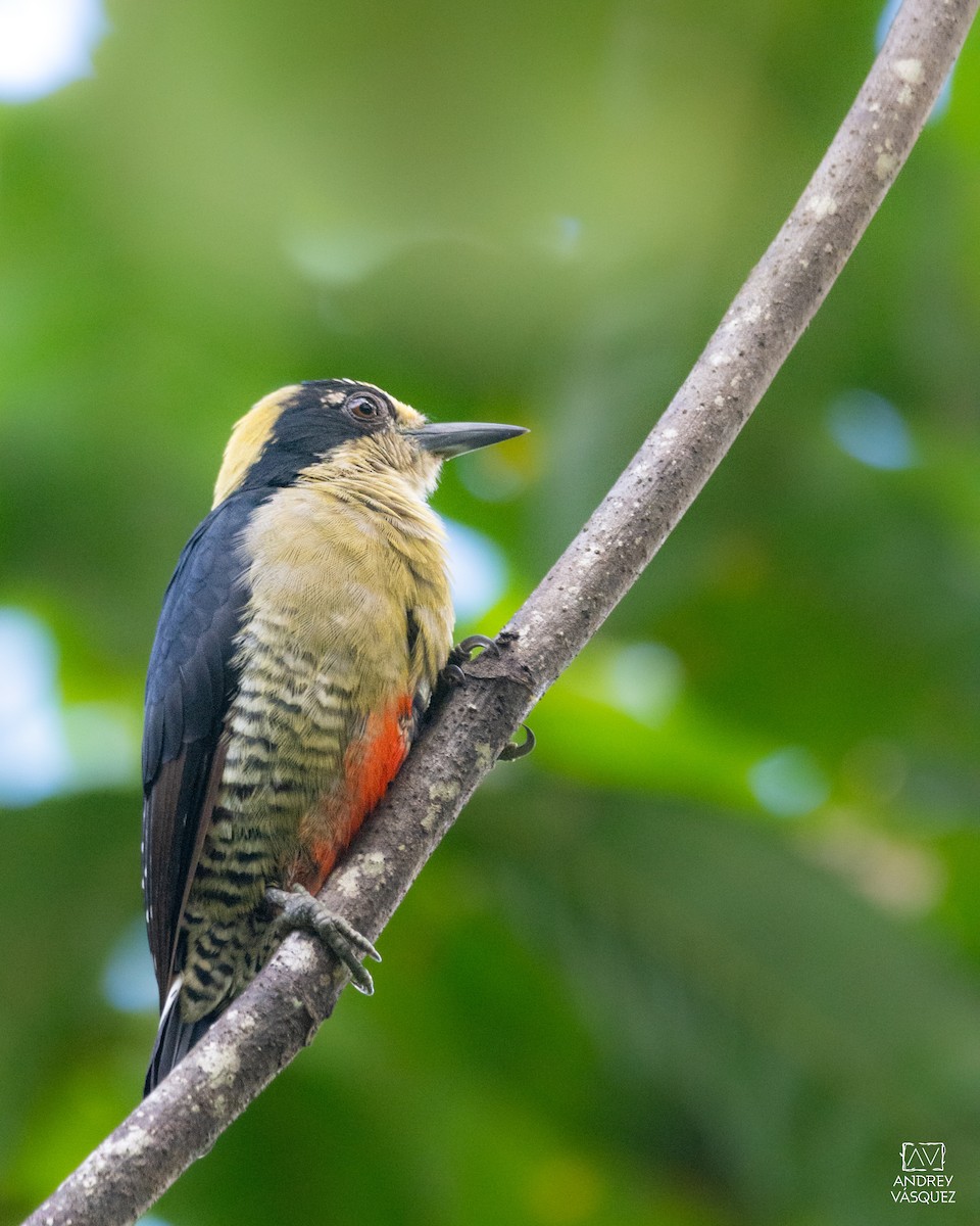 gullnakkespett - ML643260707