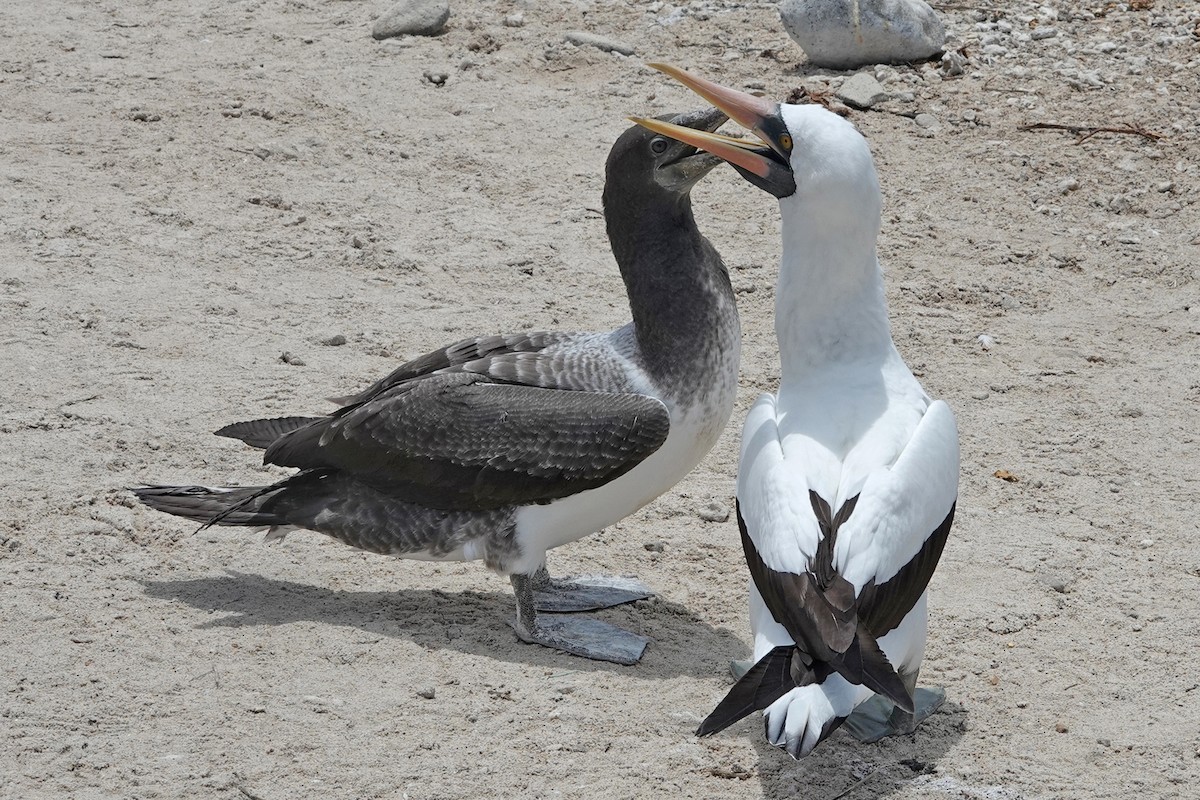 Nazca Booby - ML643260713