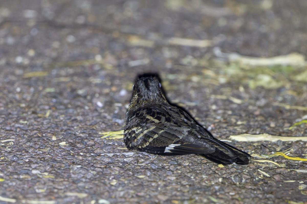 Large-tailed Nightjar - ML643260714