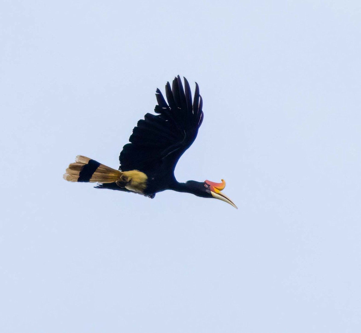 Rhinoceros Hornbill - ML643260729