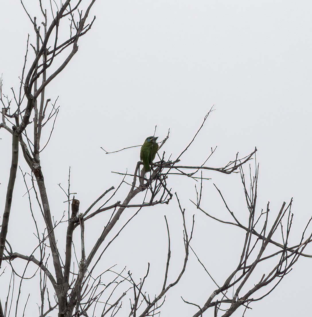 Bornean Barbet - ML643260744