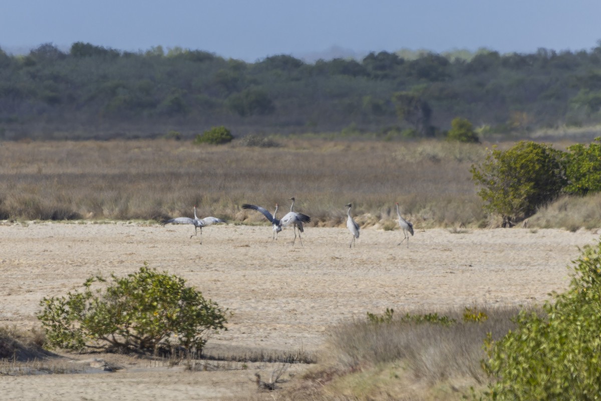 Brolga - ML643260747