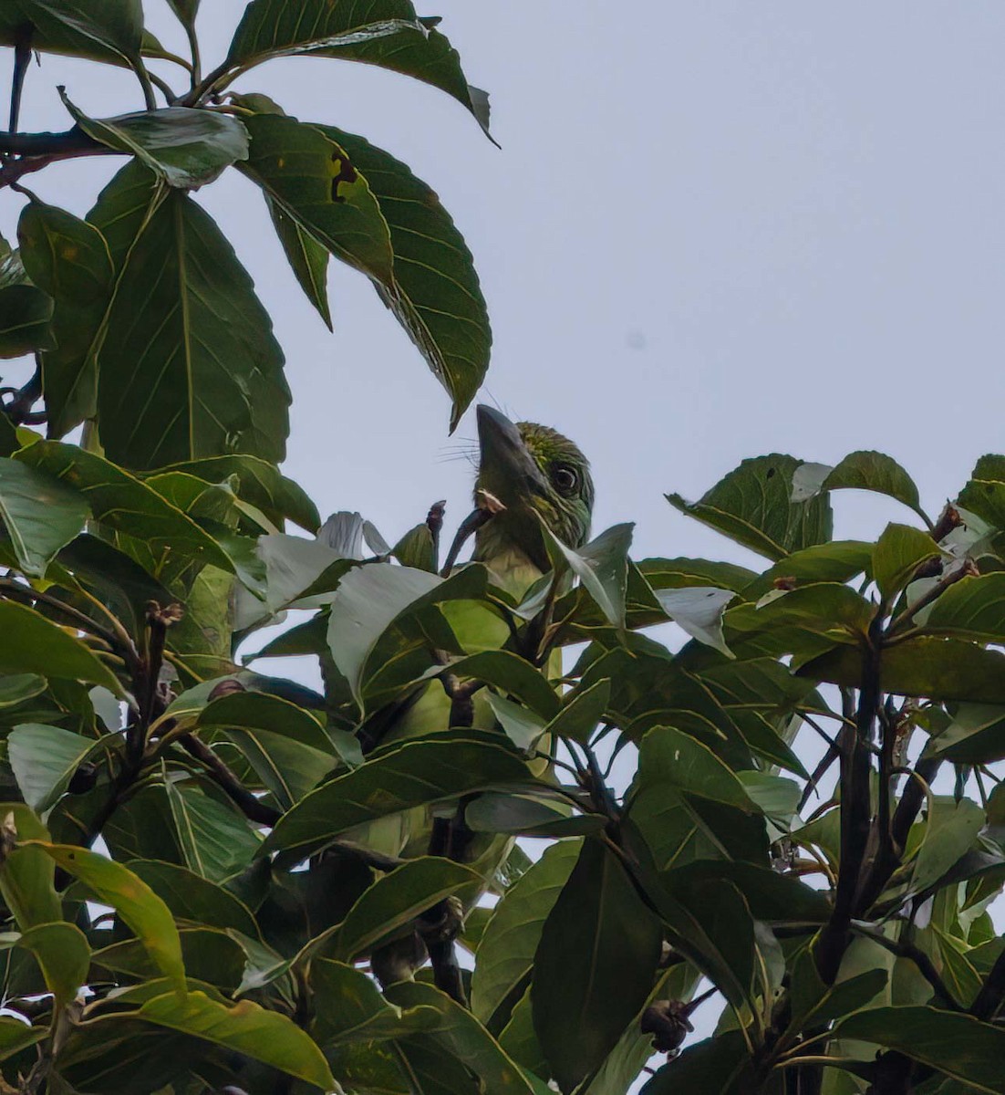 Mountain Barbet - ML643260748