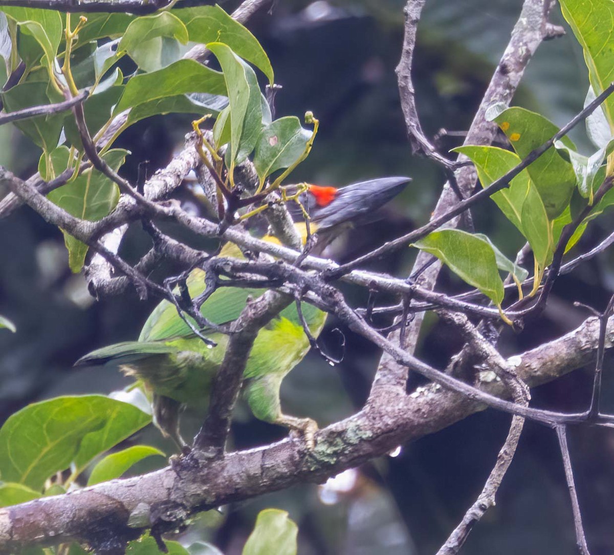 Gold-whiskered Barbet - ML643260757