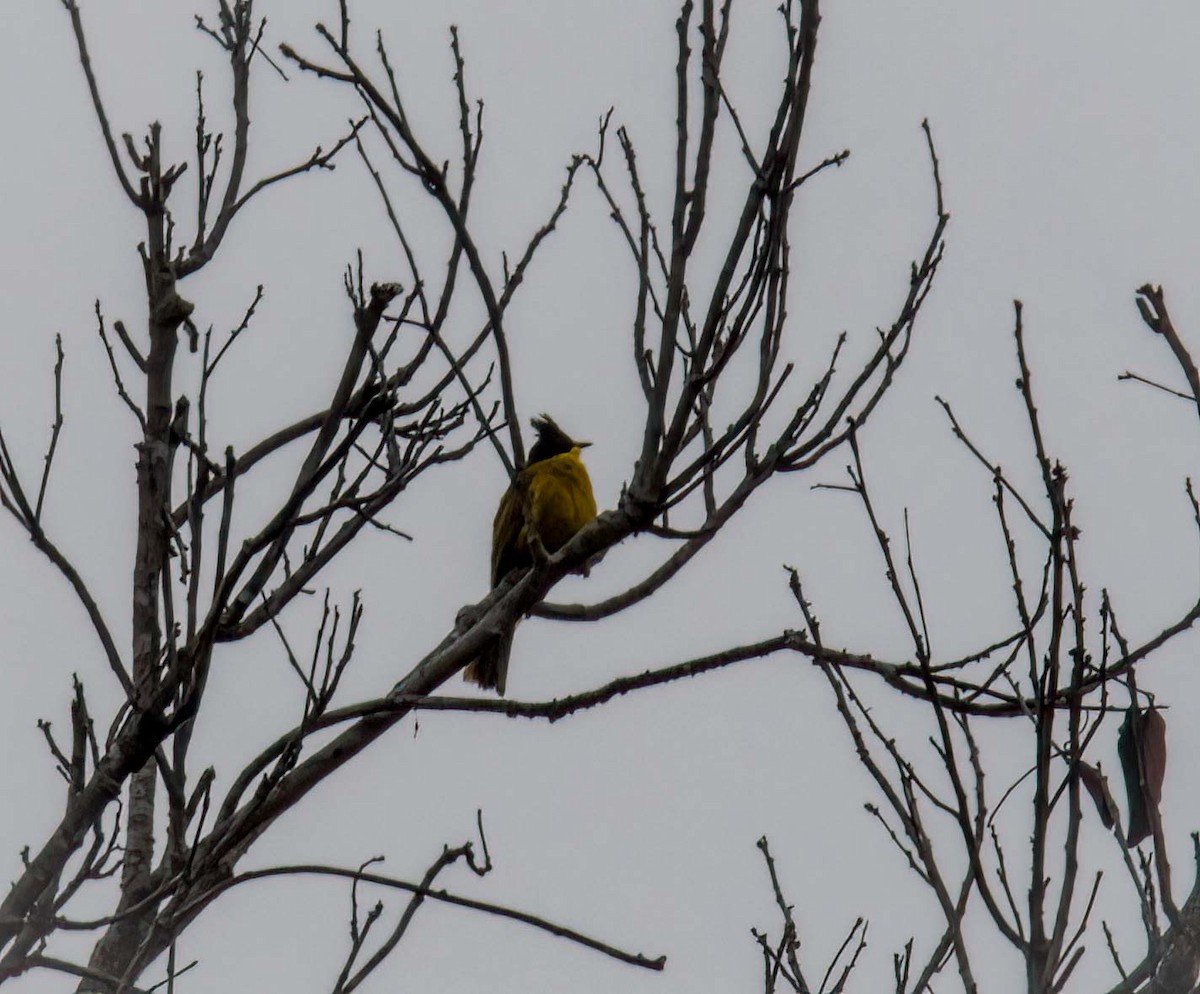 Bornean Bulbul - ML643260770