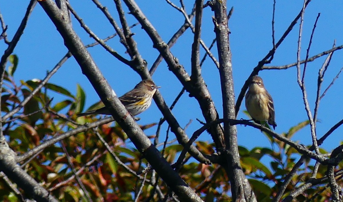 Reinita Coronada (coronata) - ML643260772