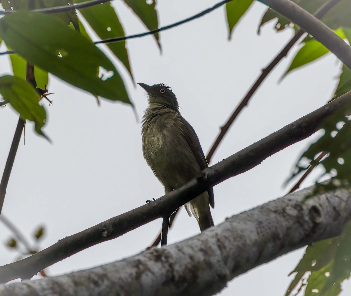 Cream-eyed Bulbul - ML643260776