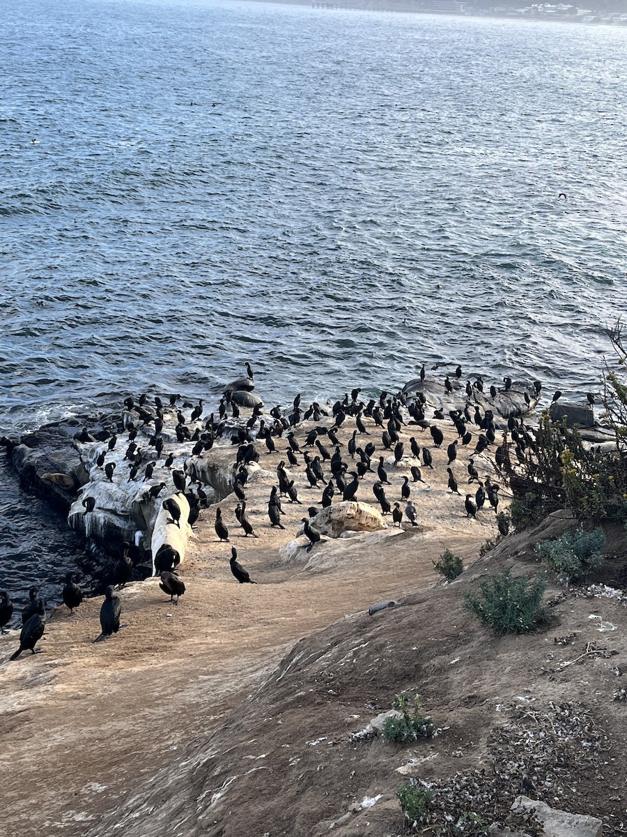 Brandt's Cormorant - ML643260782